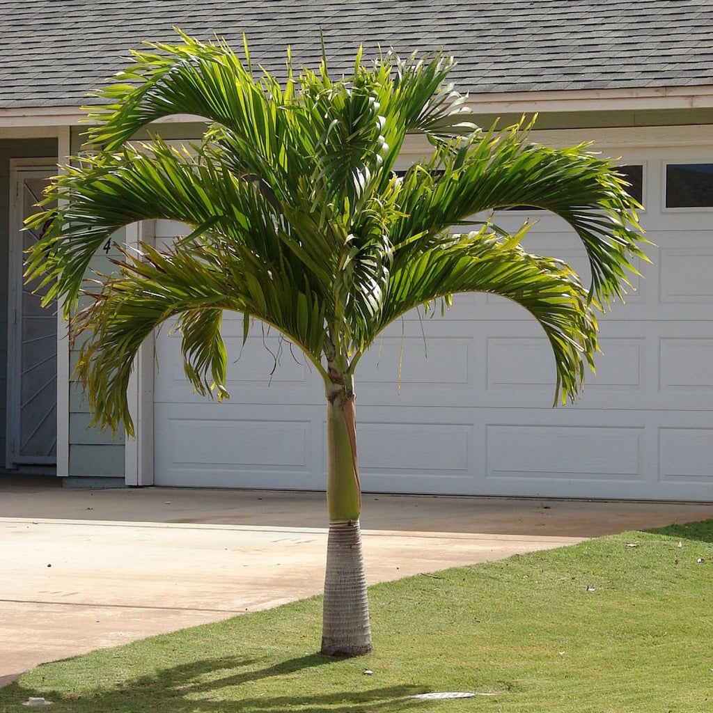 christmas palm trees