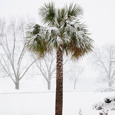 cold hardy palm trees