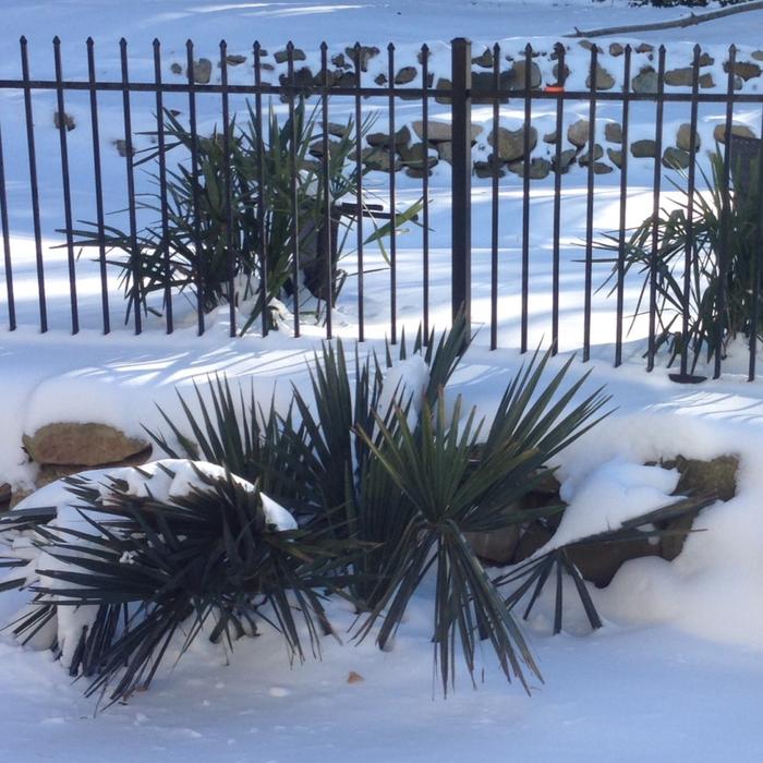 winter palm trees