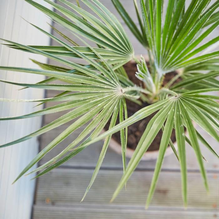 European Fan Palm in a container