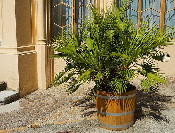 palm tree container