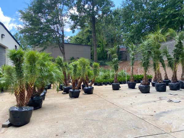 roswell palm tree supplier