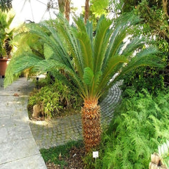 King Sago Palm Tree