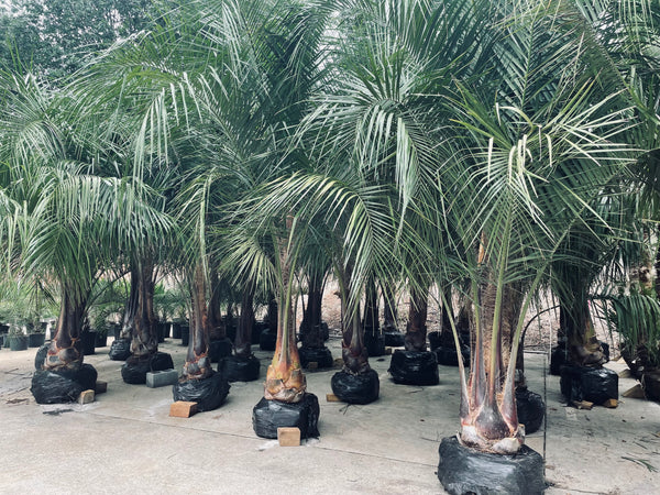 Alpharetta Palm Trees