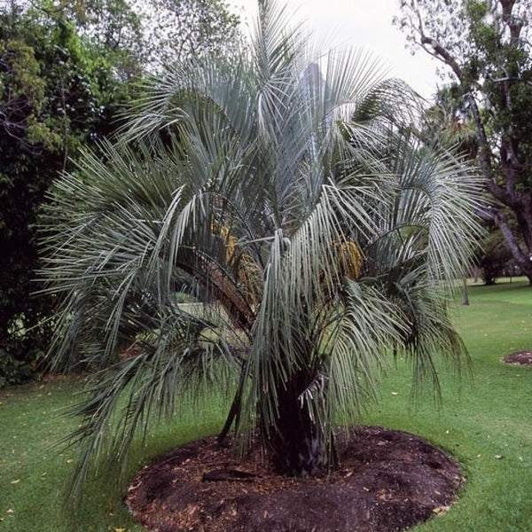 pindo palm tree