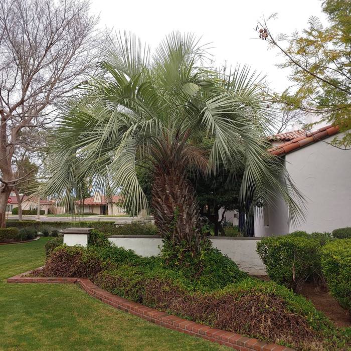 Palm Tree Problems  Gardening in the Panhandle