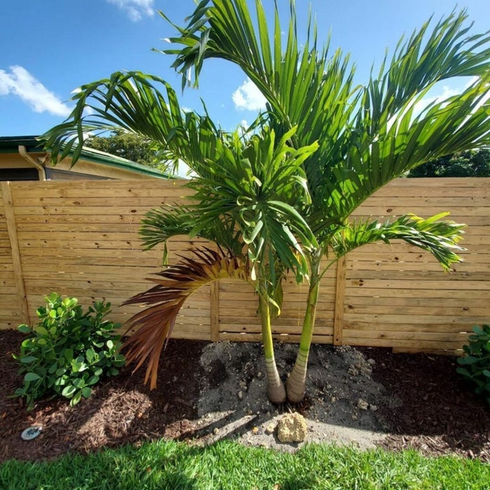 annual palm tree