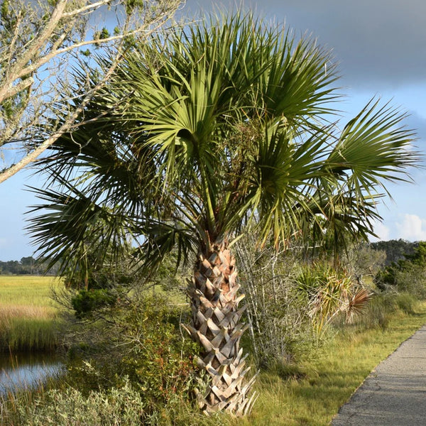 Sabal palmetto tree