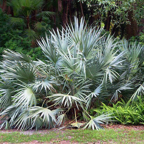 Silver Saw Palmetto - Serenoa repens