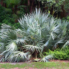 silver saw palmetto