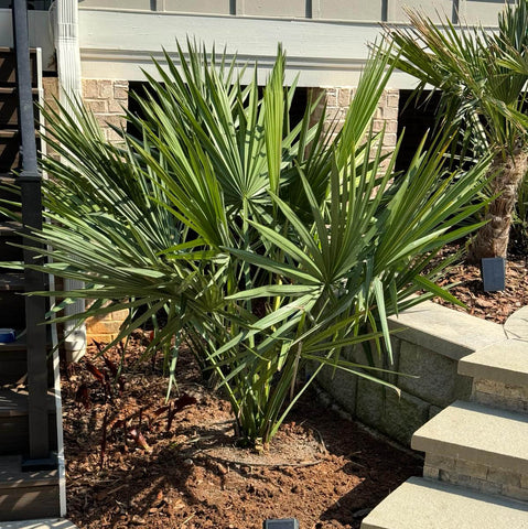 dwarf palmetto palm trees