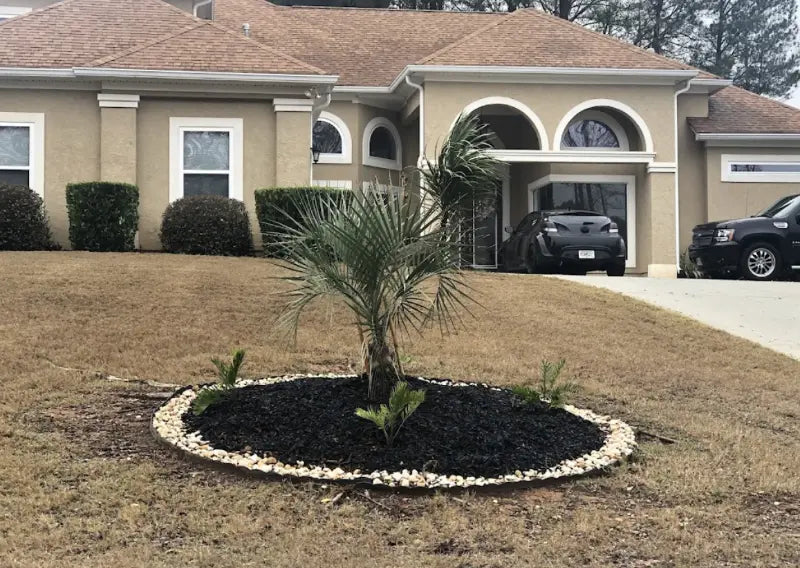 pindo palm tree for front yard