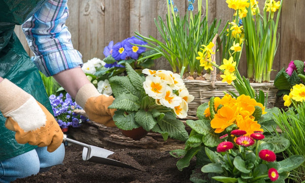 backyard gardening