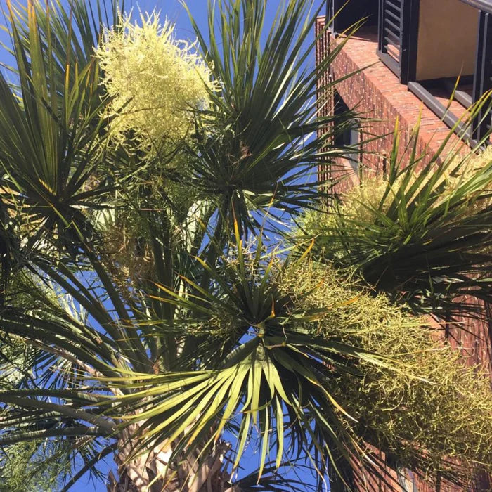 mature sabal palm tree