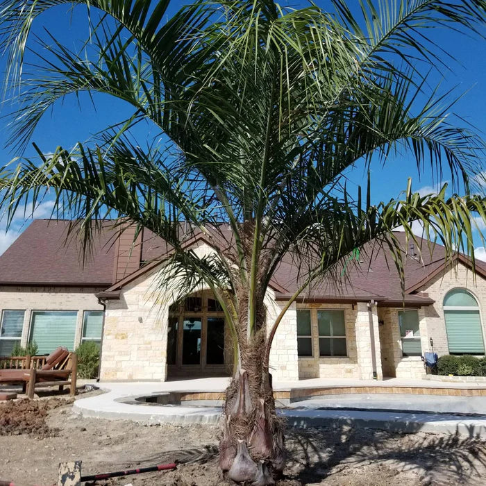 add mule palm tree to your landscape