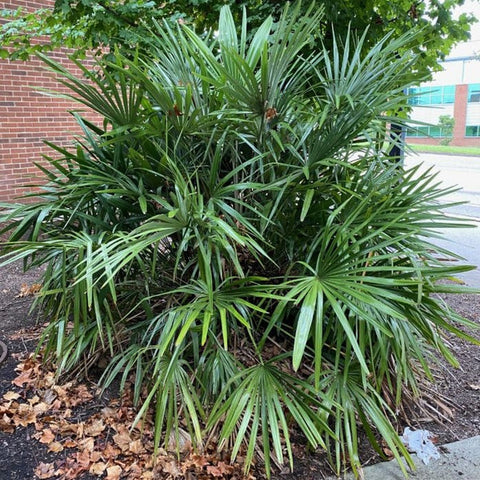 needle palms