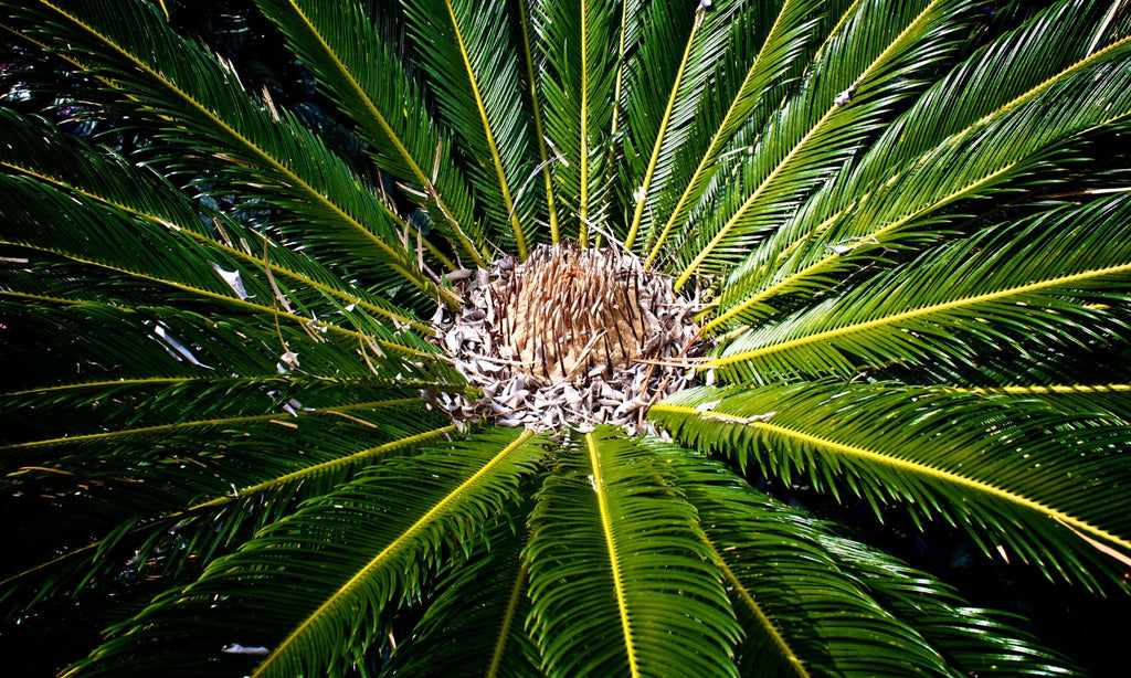 What to Know About Palm Tree Hearts