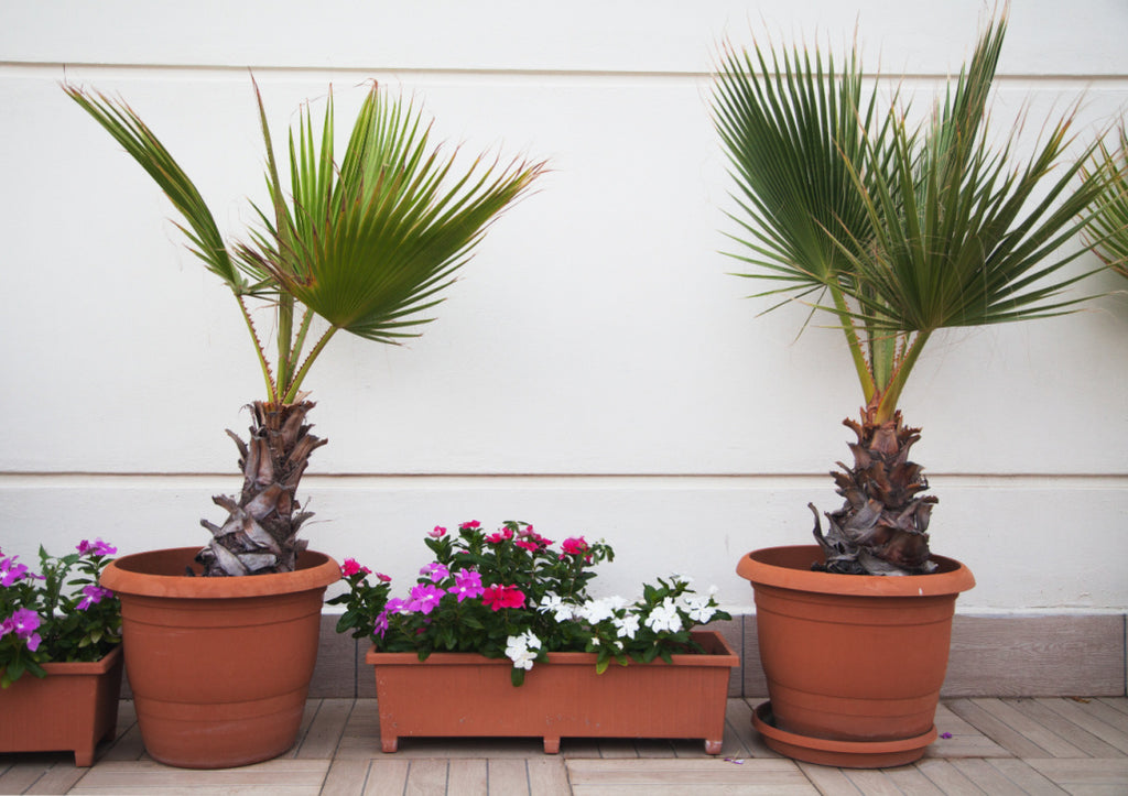 palm tree in containers