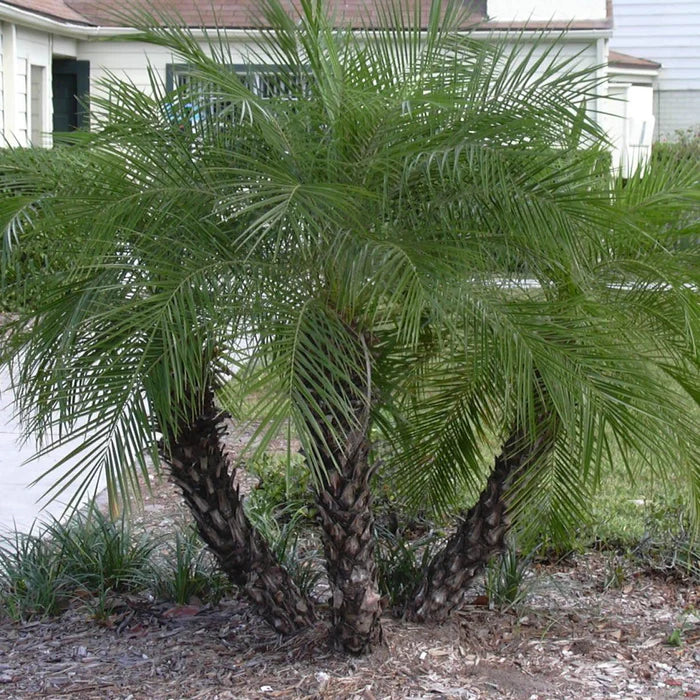 pygmy date palm