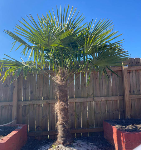 windmill palm tree