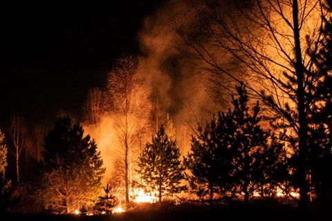 Wildfire forest fire burning woods