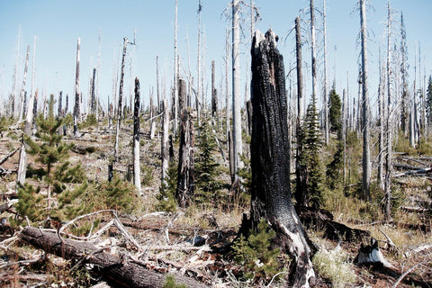 Burned forest and dead trees from wildfire forest fire