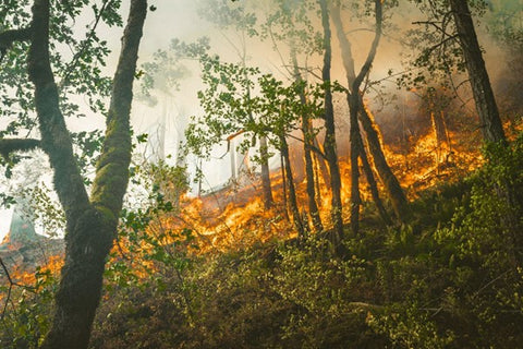 Wildfire burning through trees on mountain