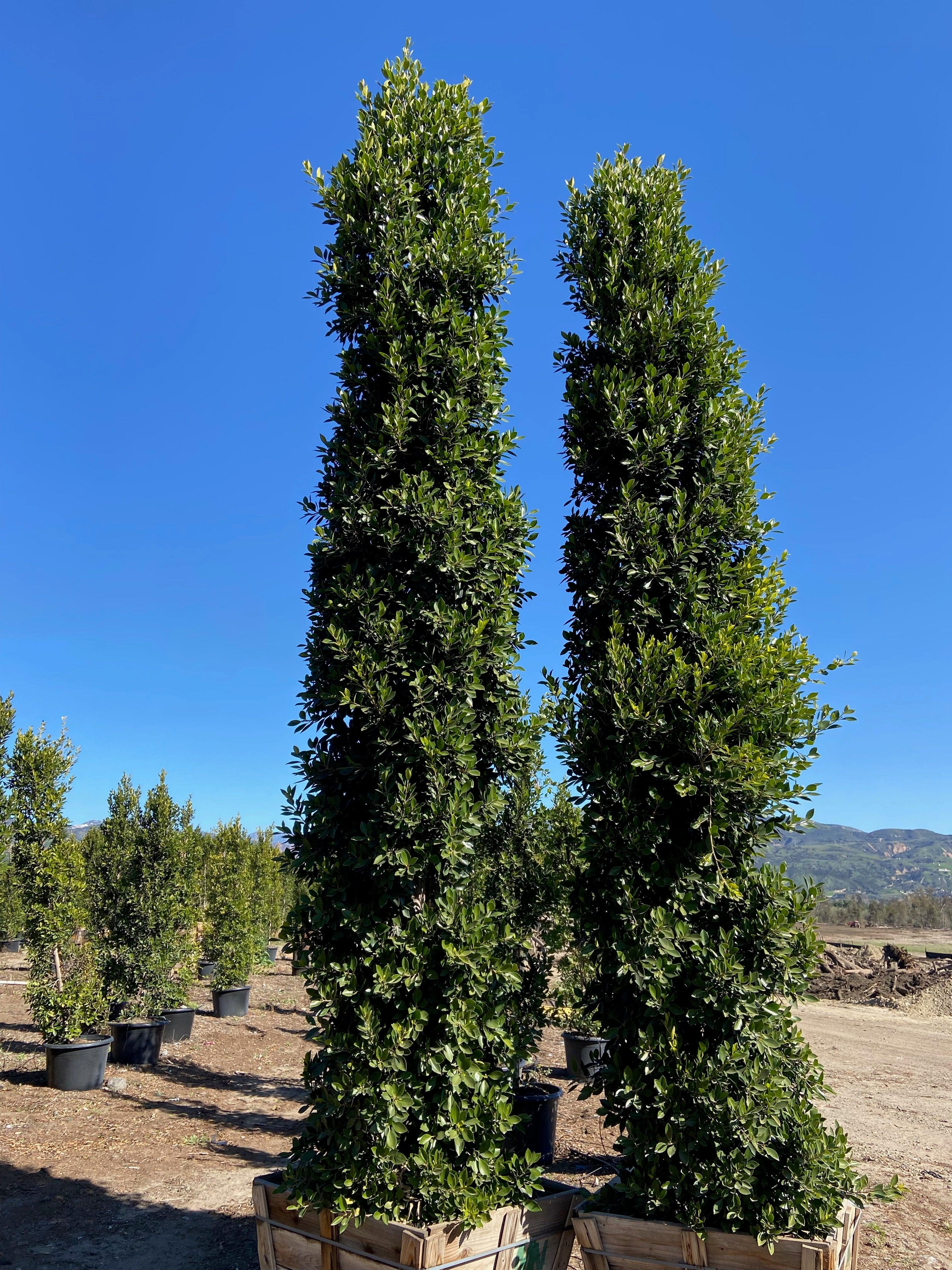 Ficus15 17