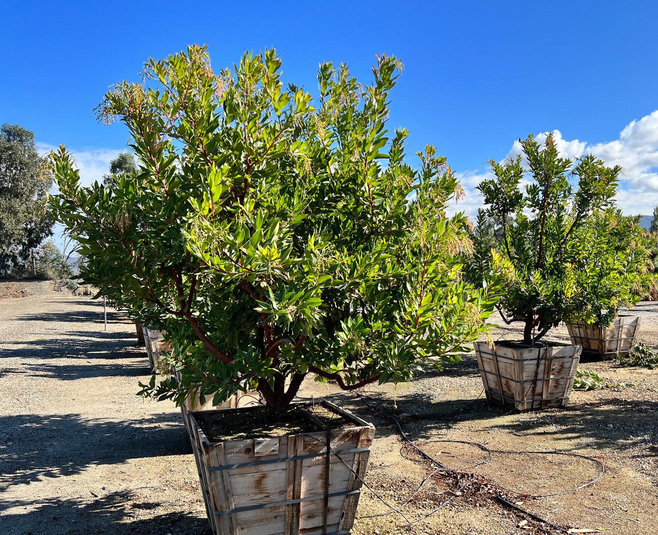 strawberry tree arbutus marina pulled nursery 14