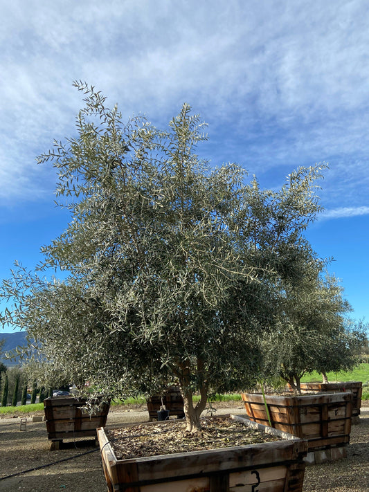 Buy Semi Fruitless WIlson Olive Trees