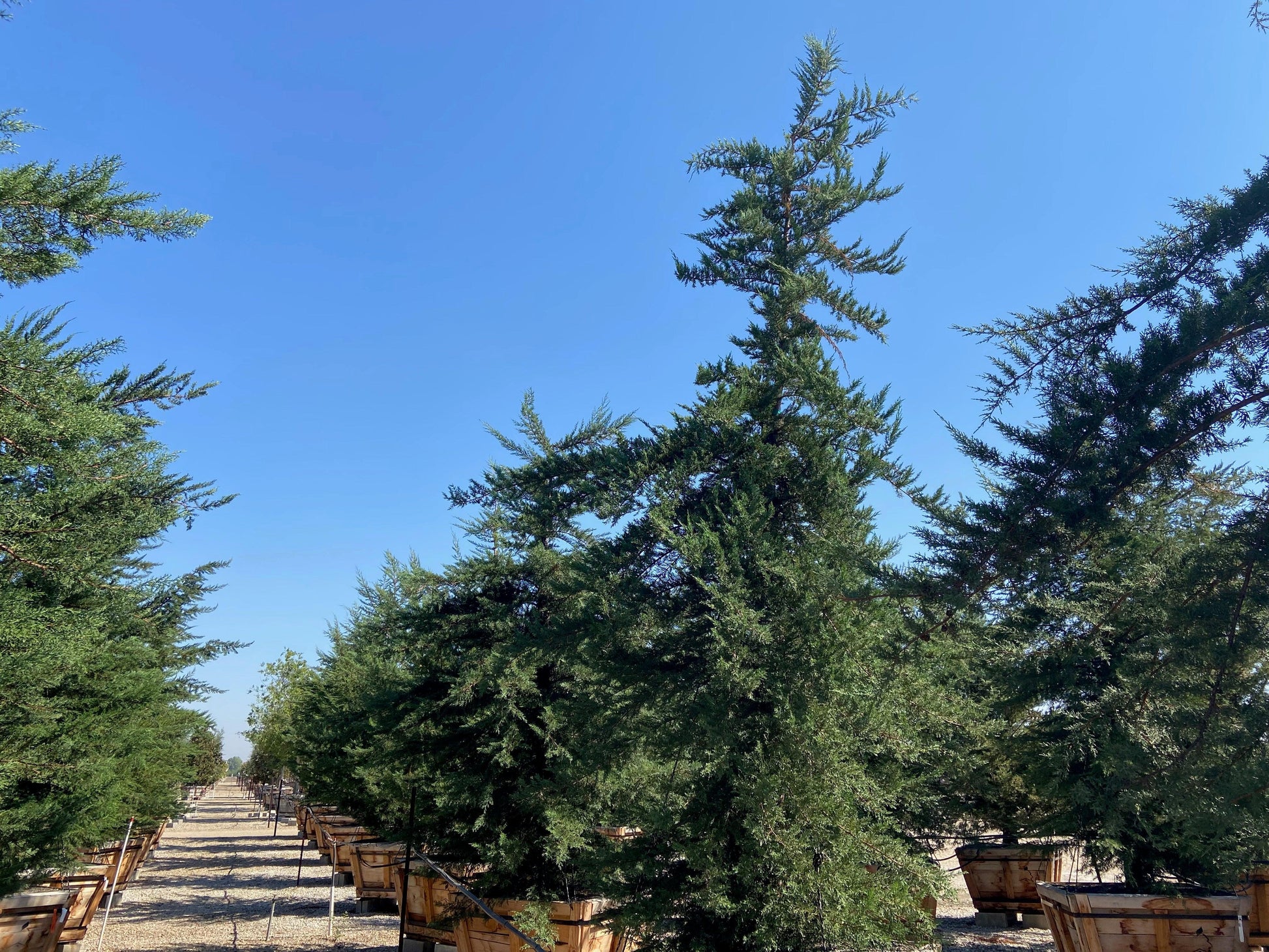 monterey cypress tree care