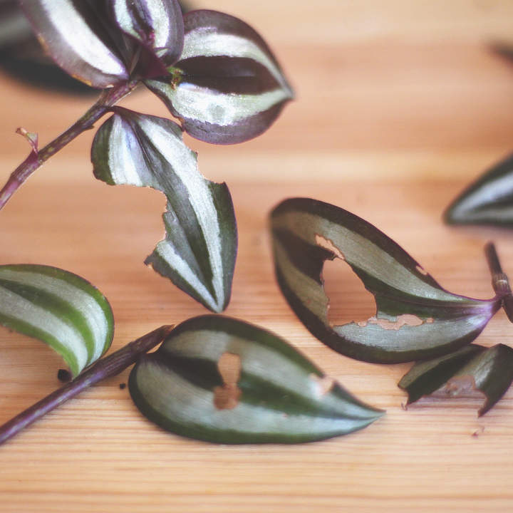 Ataque de Orugas en Tradescantia Zebrina