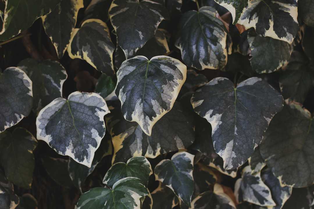 Hiedra con hojas variegadas blancas