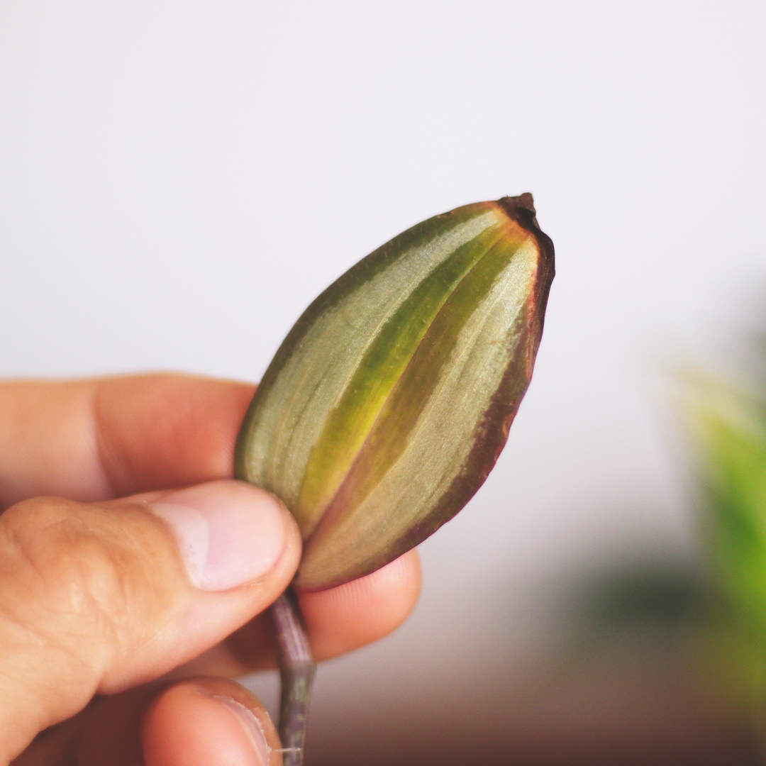 Quemaduras en una Hoja de Tradescantia Zebrina