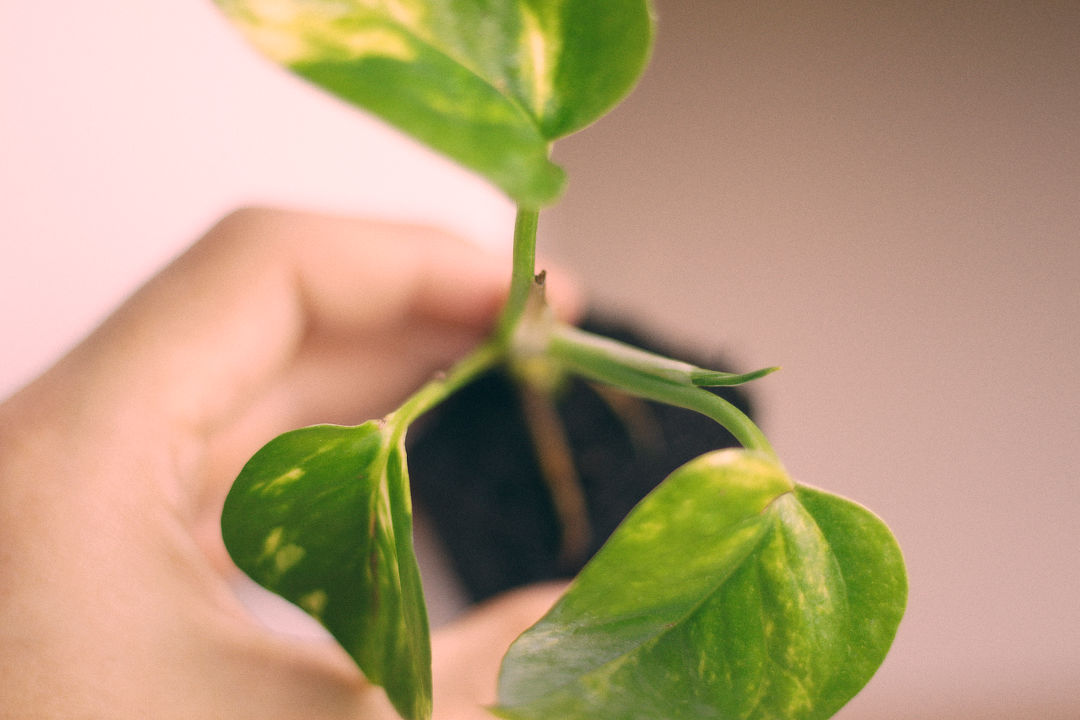 Pothos plant in a cocotako