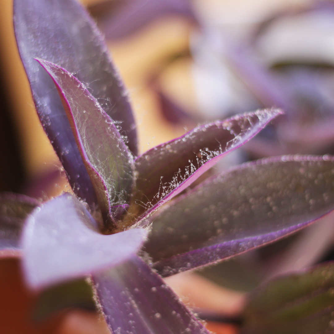 Hojas de Tradescantia Pallida