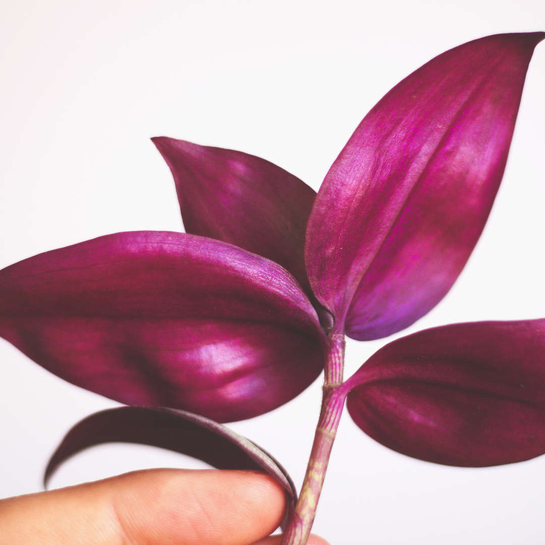 Tradescantia zebrina hojas púrpuras