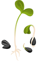 Amaranthaceae Family microgreens