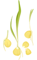 Amaryllidaceae Family microgreens
