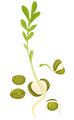 Apiaceae Family microgreens
