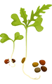 Asteraceae Family microgreens