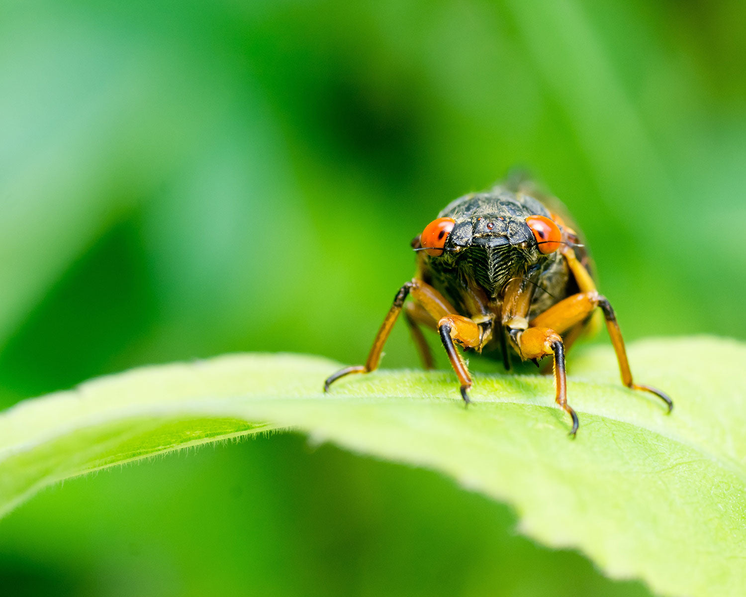 Cicada on a leaf with orange eyes