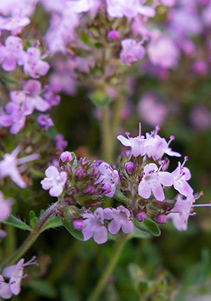 Creeping Thyme