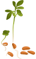 Cucurbitaceae Family microgreens