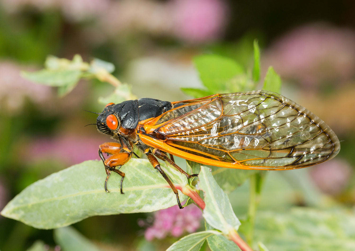 Detailed macro image of the cicadas in the branches of small tree
