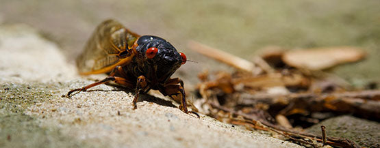 Large Periodical Cicada on a Rock