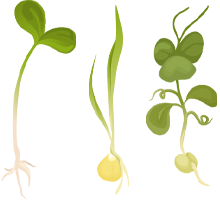 Microgreens examples graphic