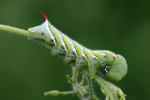 Protect Your Garden From Hornworms