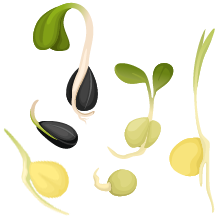 Sprouts examples graphic