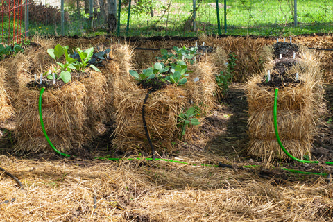 Straw Bales Gardening